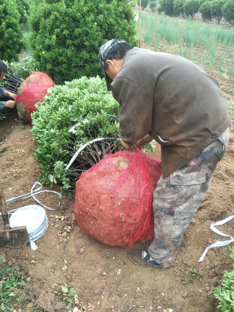 洛陽大葉黃楊柱子基地